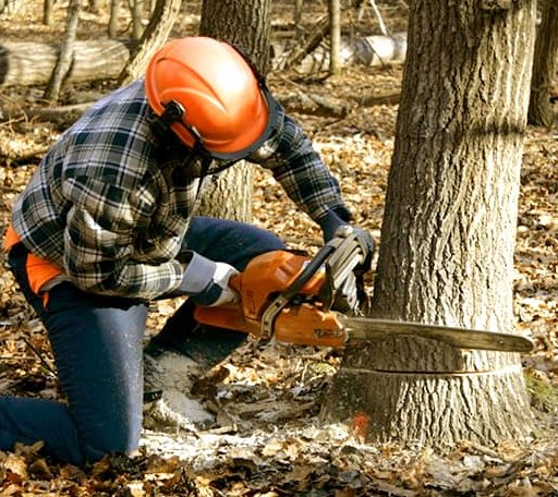 Tree Removal in Mount Braddock, PA